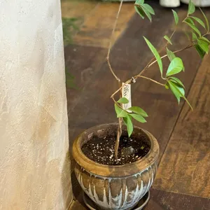 카넬불레 리뷰 사진