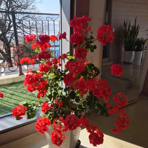 로뎀트리 리뷰 사진