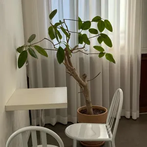 더 댄스 대표 사진