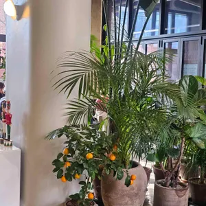 수플레 대표 사진