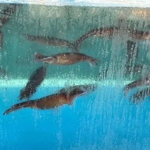 사천항주문진물회 대표 사진