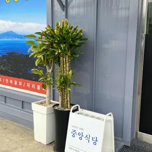 중앙식당 대표 사진