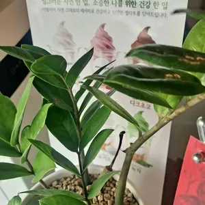 옹쎄 리뷰 사진