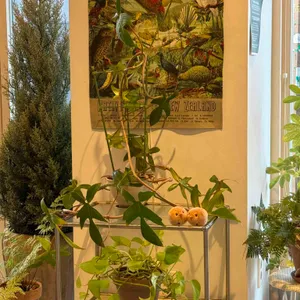 아오테아 이터리 대표 사진