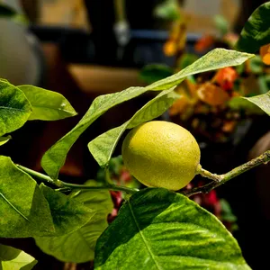 당인리포레스트 사진