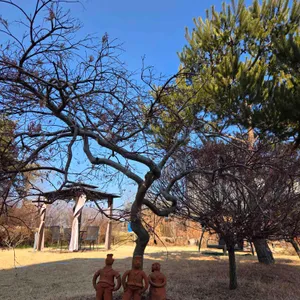 소나무카페 대표 사진