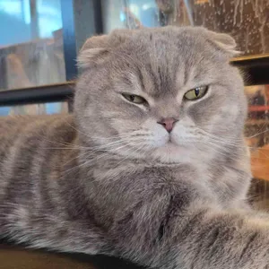 고양이동산 사진 2