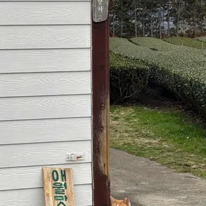 애월맛차 대표 사진