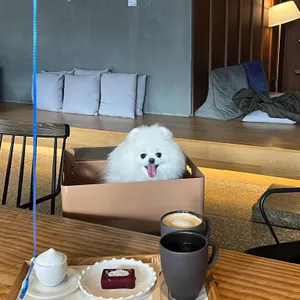 소노펫 Thinking Dog 대표 사진