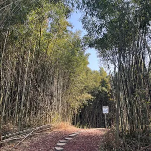 소죽림 대표 사진