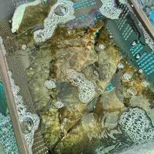 생스쿠바횟집 사진