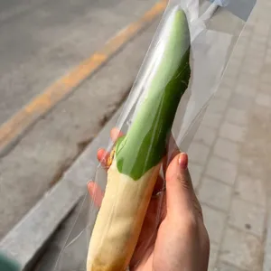 정남미명과 사진