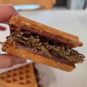 와플대학 대표 사진