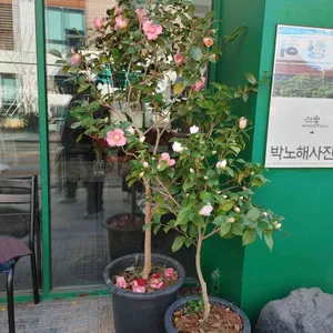 라 카페 갤러리 사진 1