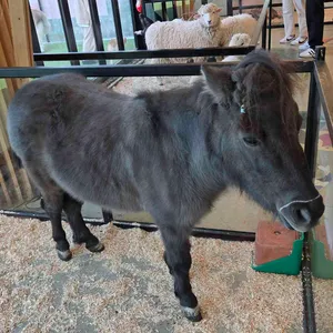 애니멀클럽 대표 사진