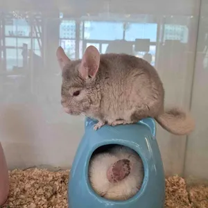 애니멀클럽 대표 사진