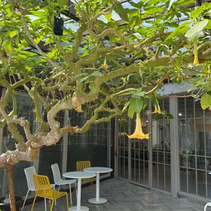 카페 고와리 리뷰 사진