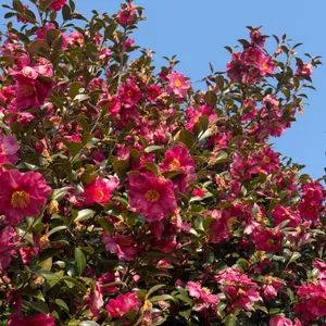 PLANT827 리뷰 사진