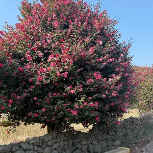 PLANT827 리뷰 사진