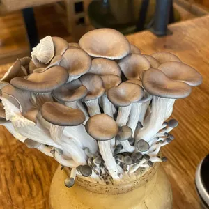 버섯잔치집 리뷰 사진