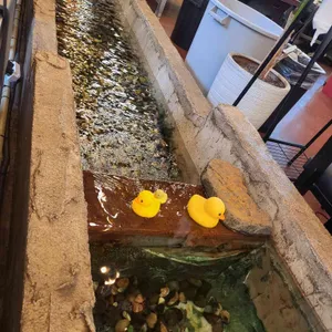 팔딱오리 대표 사진