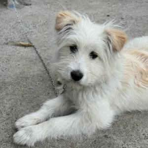 태백교자 대표 사진