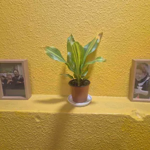 부일갈비 리뷰 사진