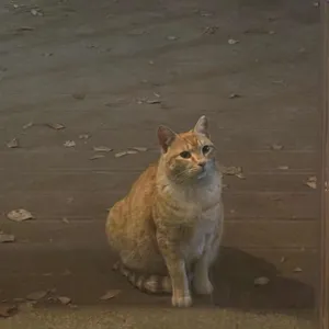 다올 대표 사진