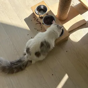 고양이카페 행궁묘연 리뷰 사진