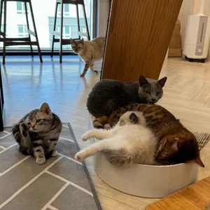 고양이별캣카페 대표 사진