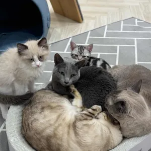 고양이별캣카페 사진 1