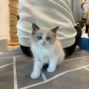 고양이별캣카페 대표 사진