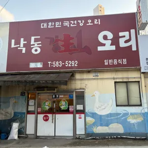 낙동생오리 사진 1