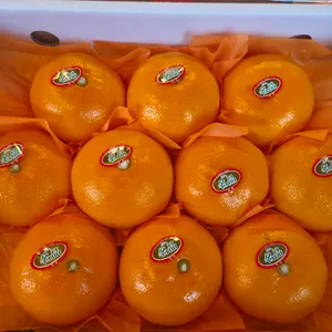 베리프레소 사진