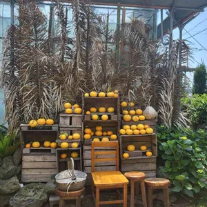 카페 귤꽃다락 대표 사진