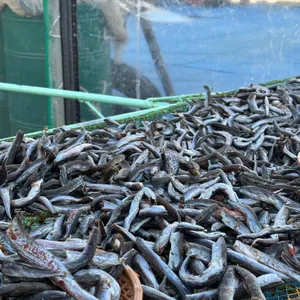 오징어난전신양호2호 사진