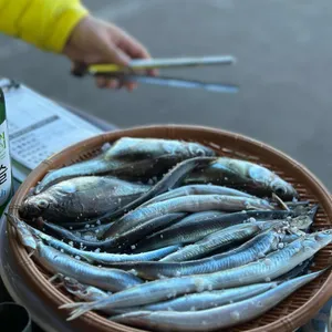 오징어난전신양호2호 대표 사진