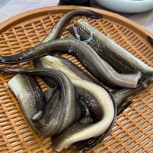 김인철동해장어막회 대표 사진