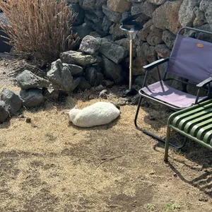 슬로보트 대표 사진