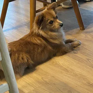 애플문 대표 사진