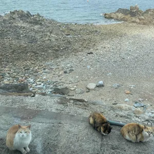 남매포장마차 대표 사진