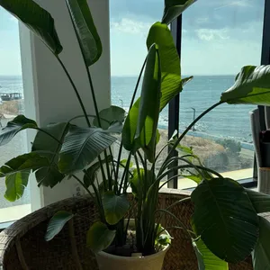 카페무이네 대표 사진