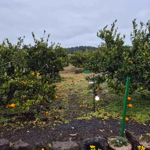 카페 마망 리뷰 사진