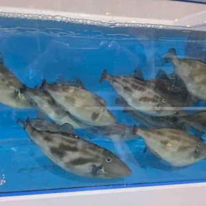 두리두리활어회센터 대표 사진