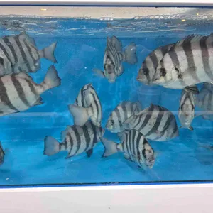 두리두리활어회센터 리뷰 사진