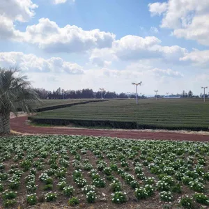 수망다원 대표 사진