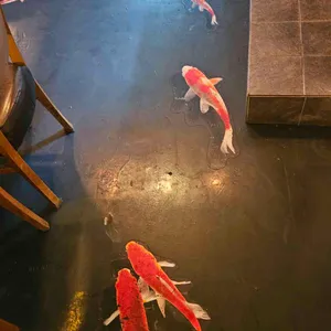 꼬치도둑엄짱 대표 사진