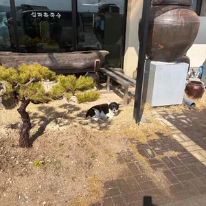 신라촌국수 사진