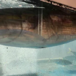 갈매기횟집 사진 2