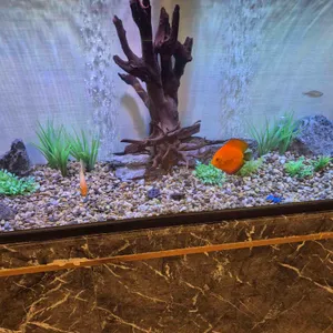 마키노차야 블랙31 리뷰 사진